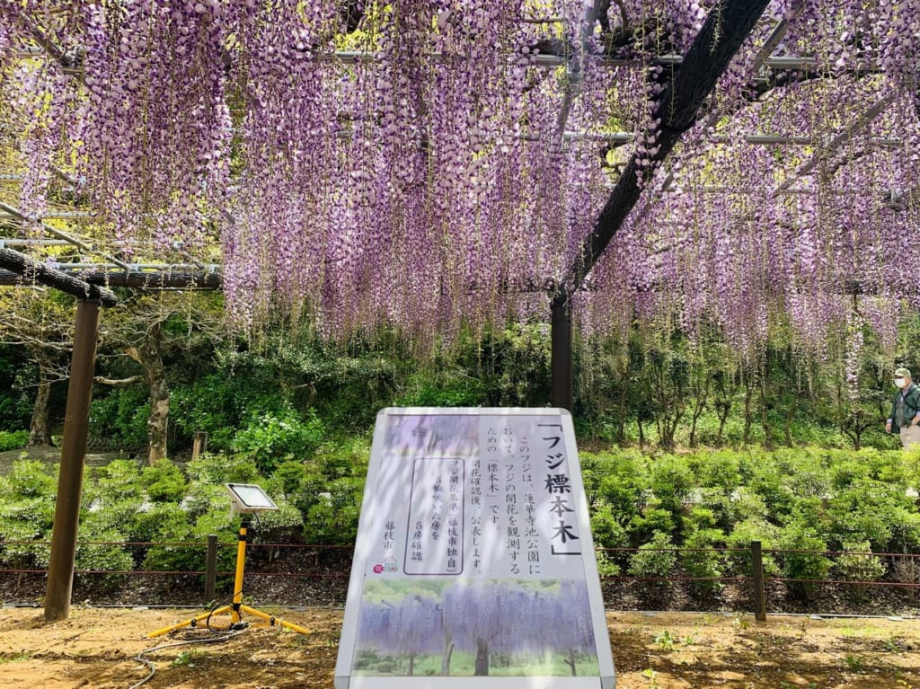 藤枝市の蓮華寺池公園藤まつり