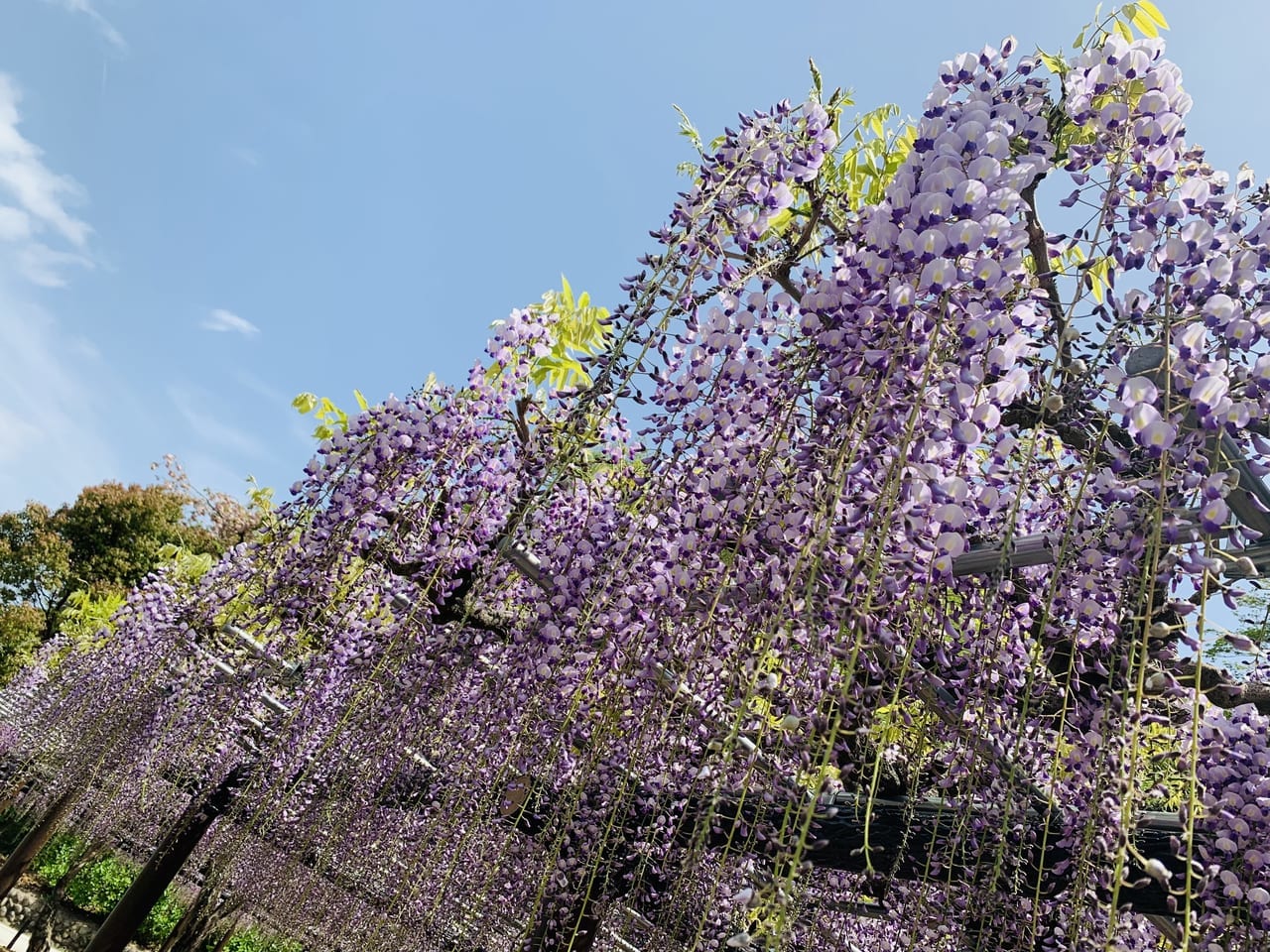 藤枝駅の蓮華寺池公園藤まつり