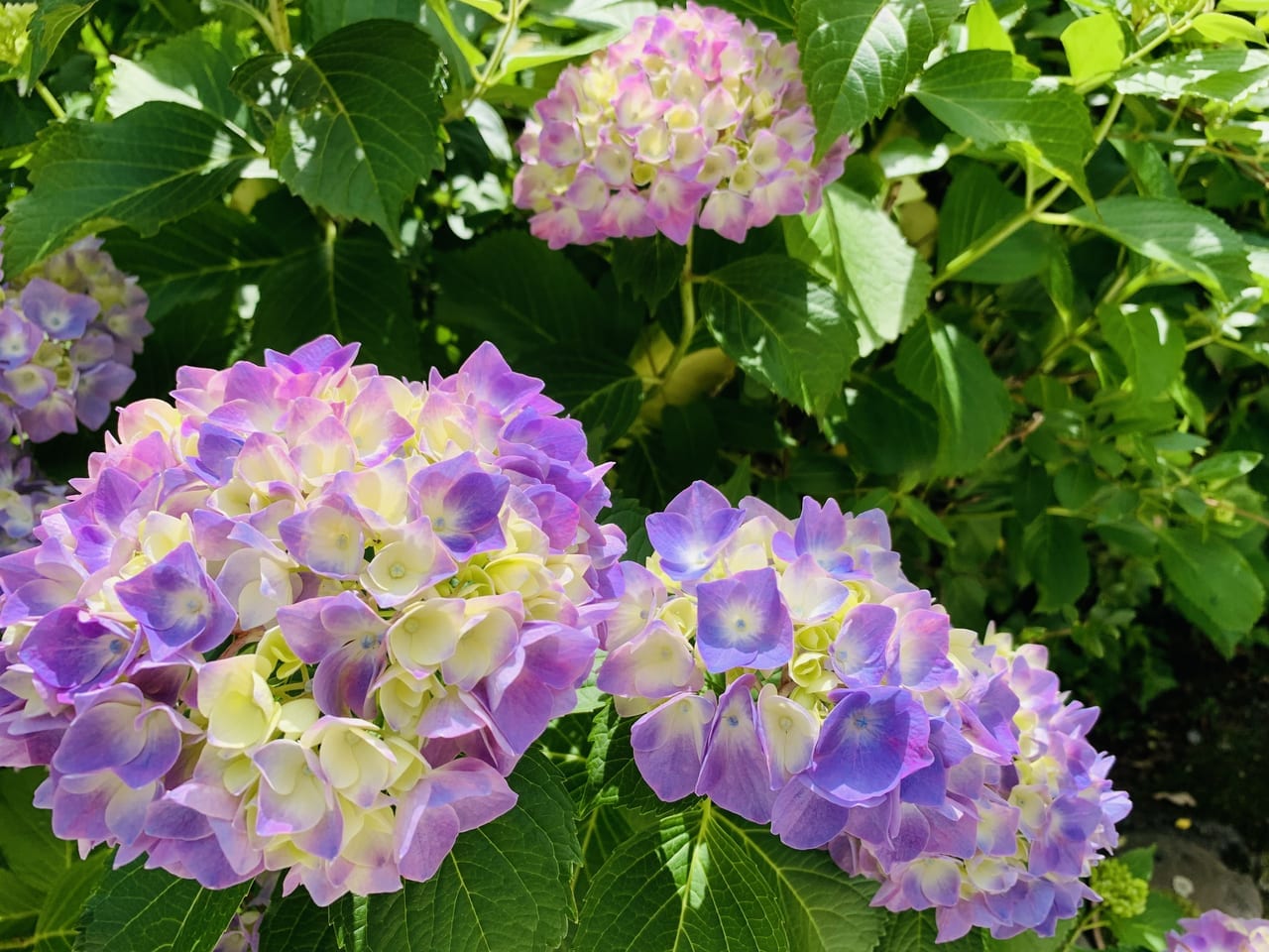 藤枝市の蓮華寺池公園