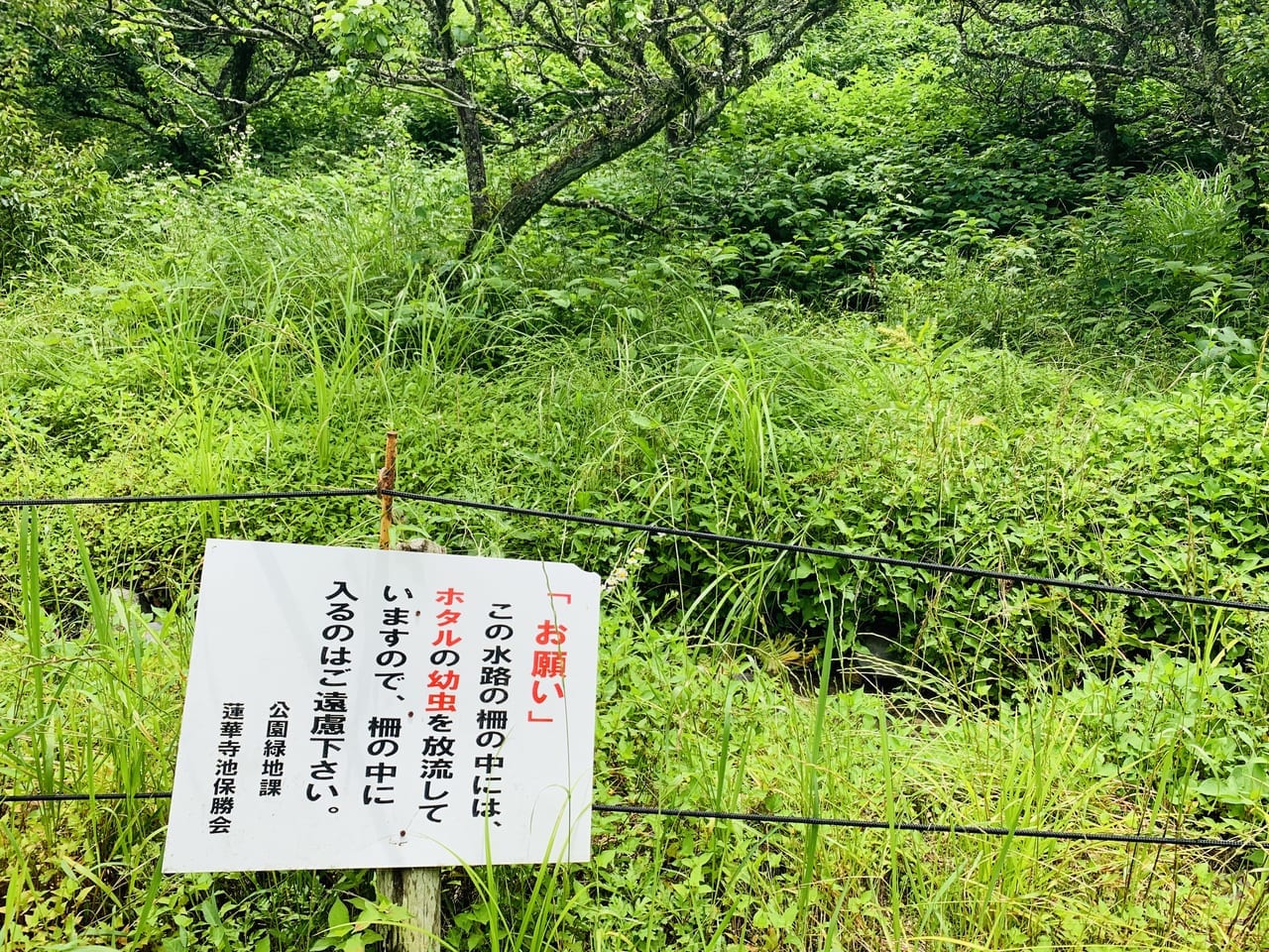 藤枝市の蓮華寺池公園の蛍