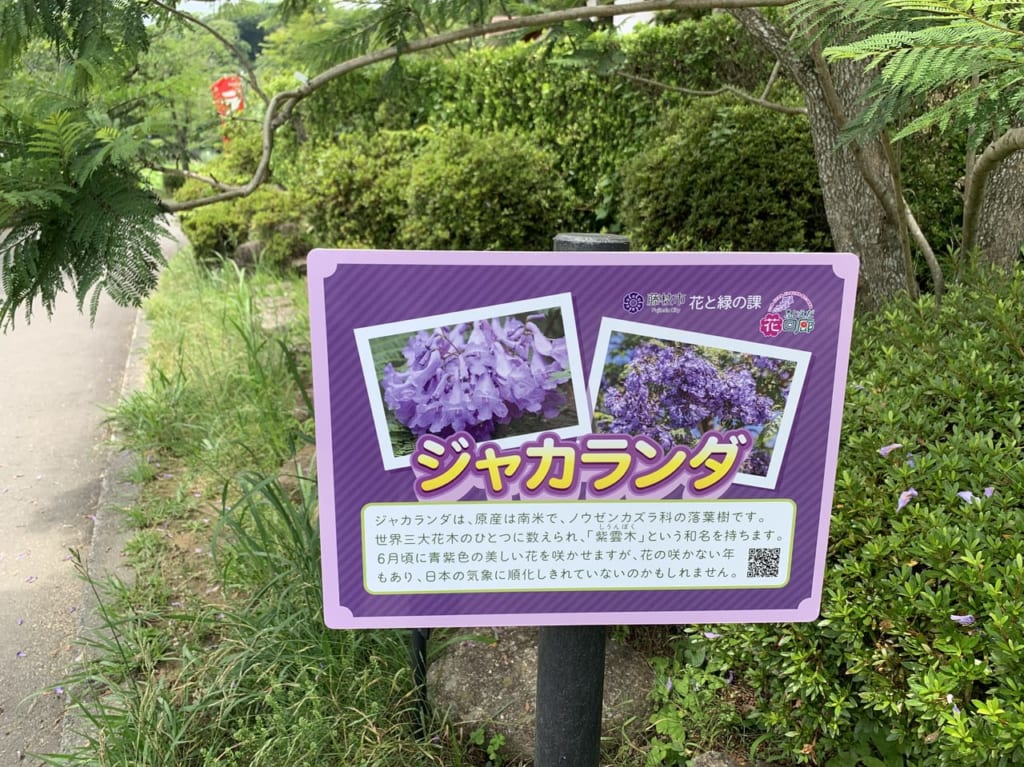 藤枝市の蓮華寺池公園ジャカランダ
