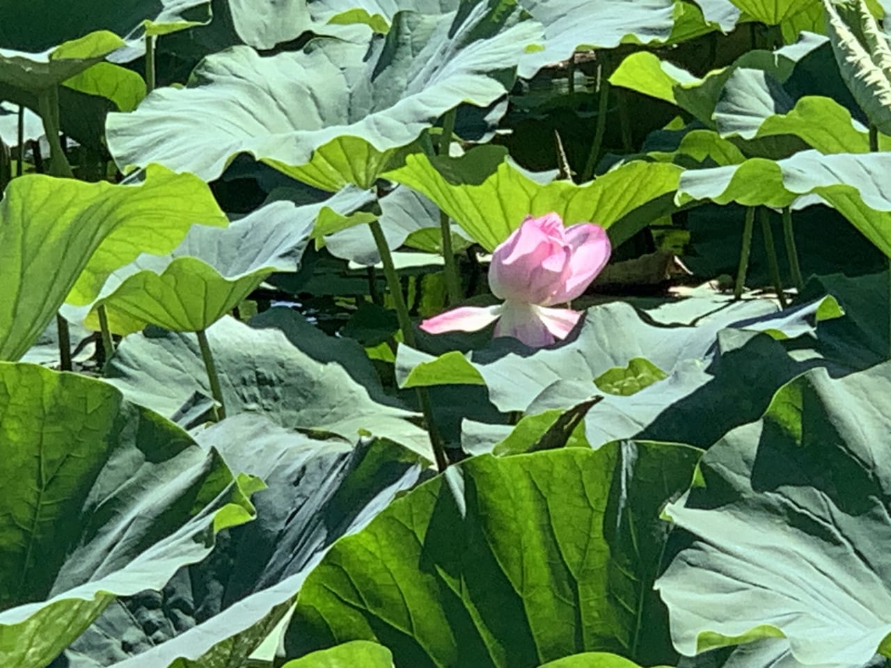 藤枝市の蓮華寺池公園