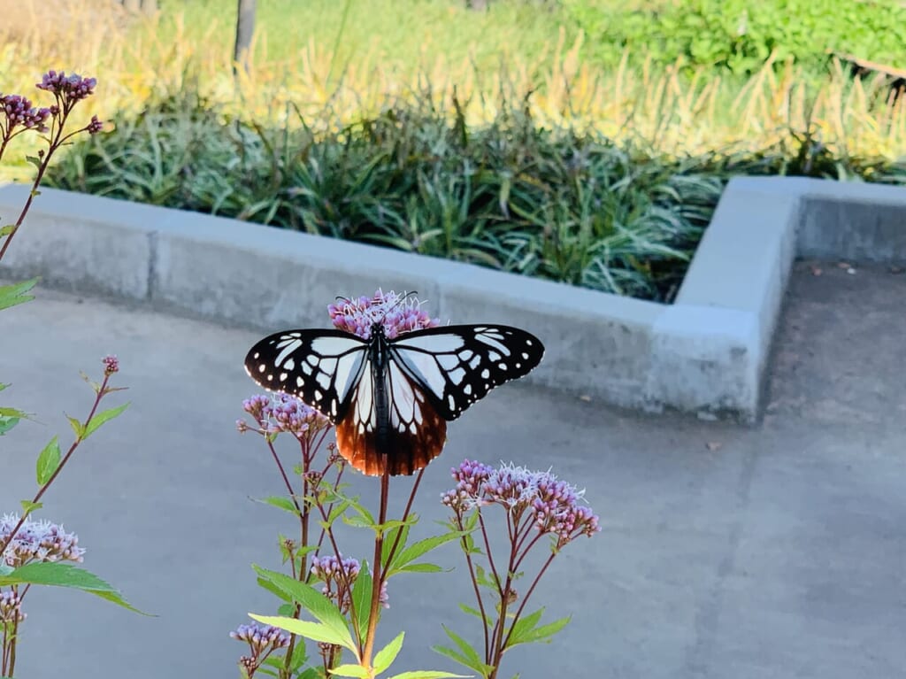 藤枝市の蓮華寺池公園アサギマダラ