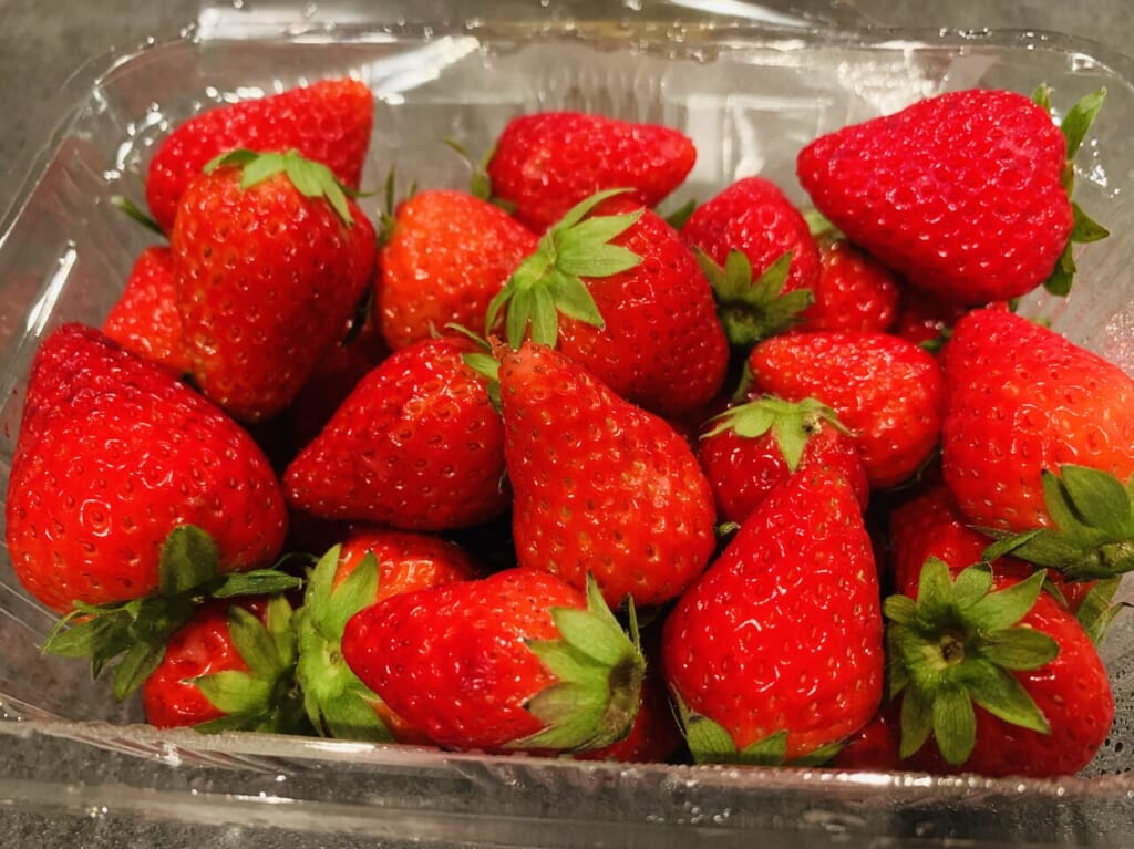 藤枝市のイチゴ