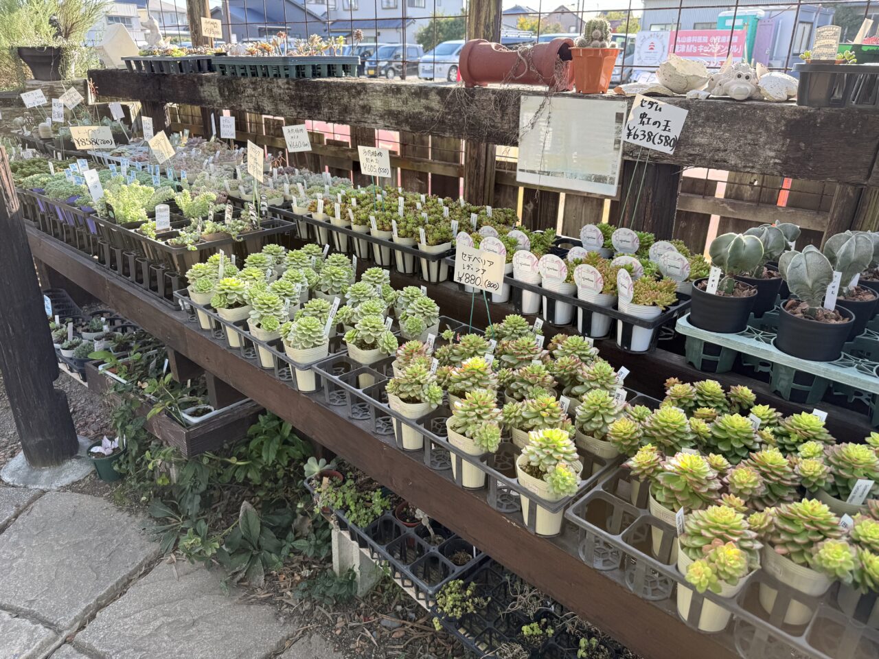 焼津市のポメゾン