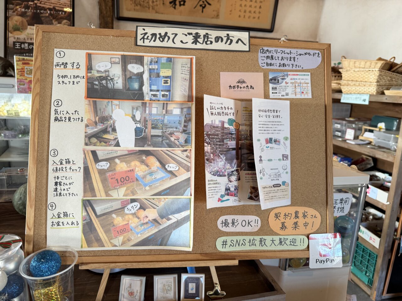 焼津市のカボチャのたね