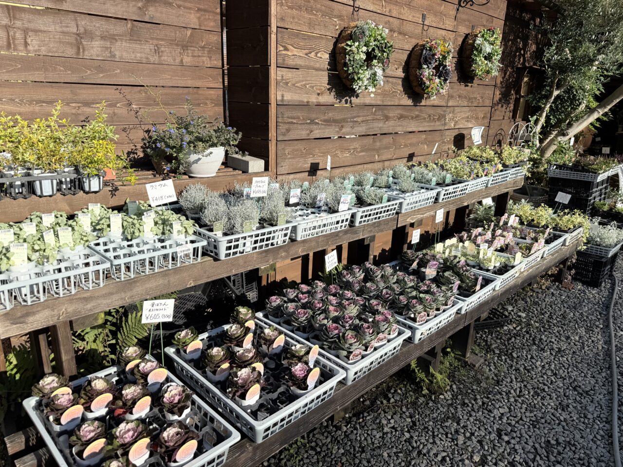 焼津市のポメズキャンパス