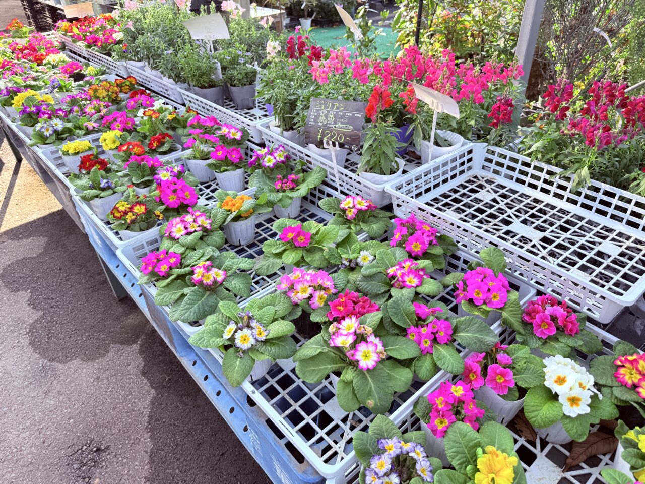 藤枝市の志太フラワー