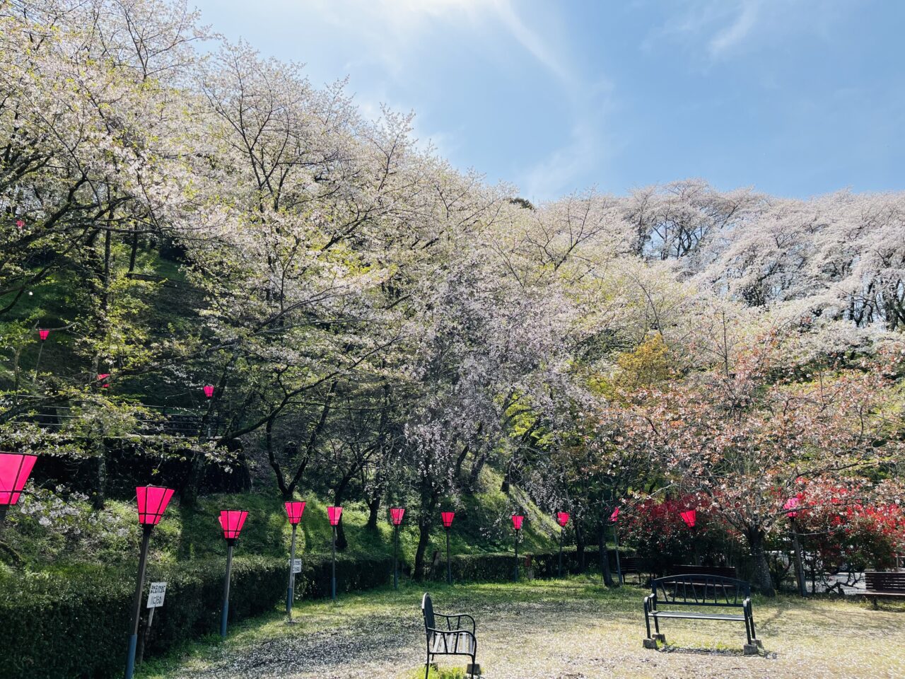 藤枝市の桜まつり