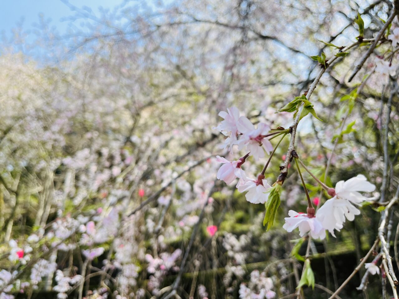 藤枝市の桜まつり