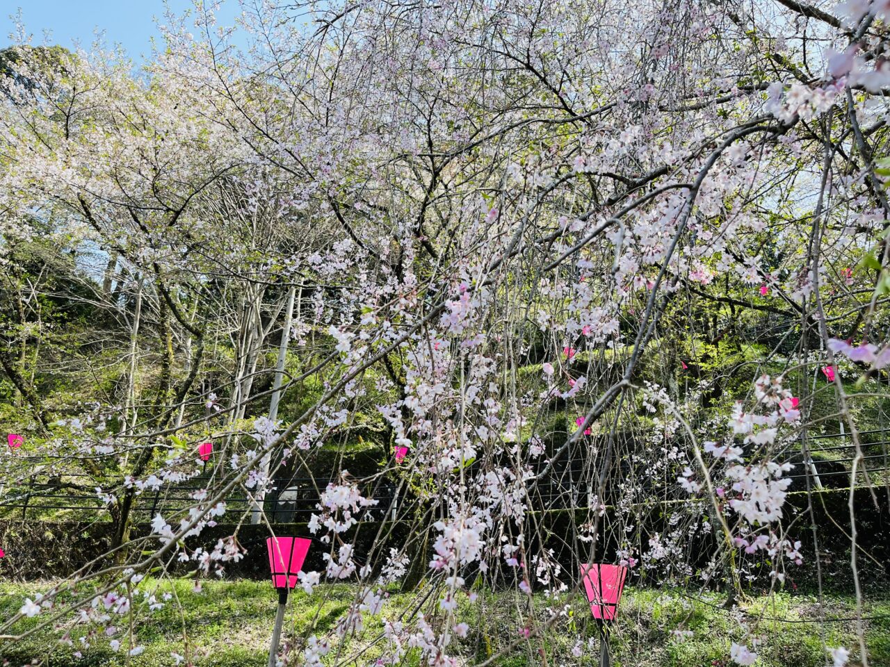 藤枝市の桜まつり