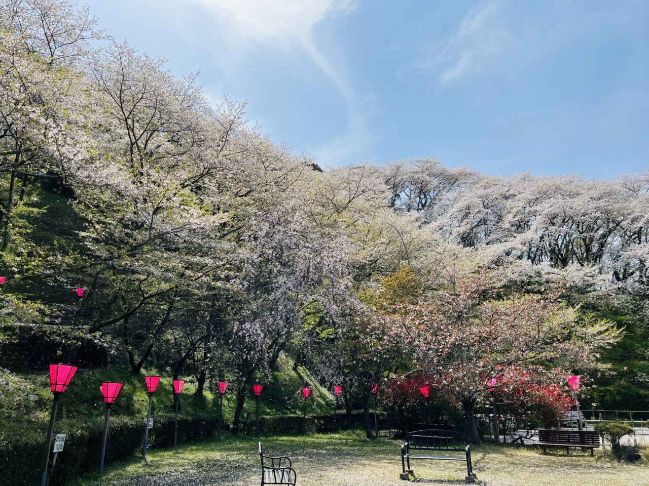 藤枝市の桜まつり