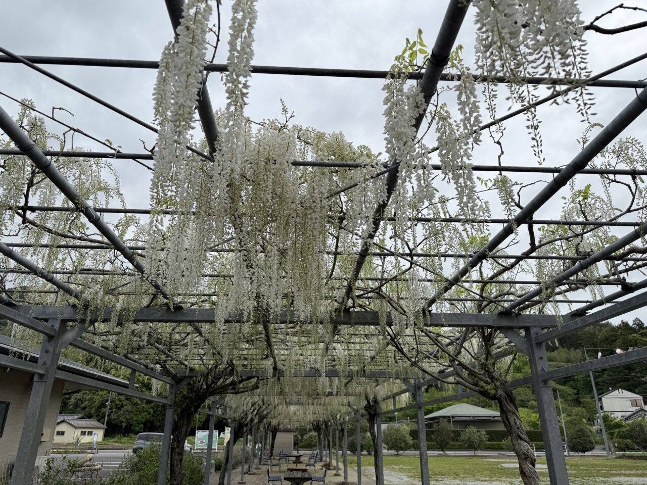 藤枝市の白ふじの里