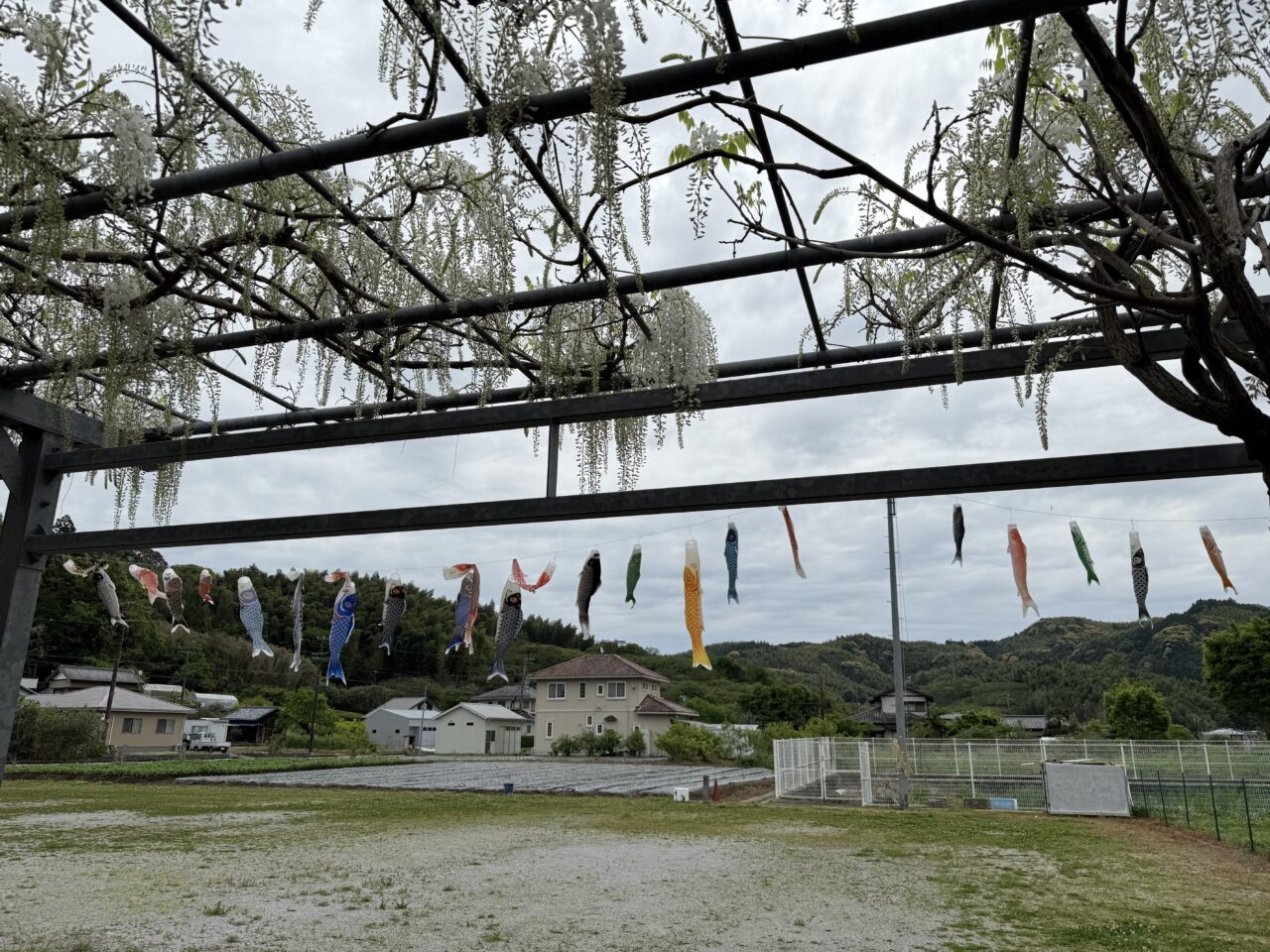 藤枝市の白ふじの里