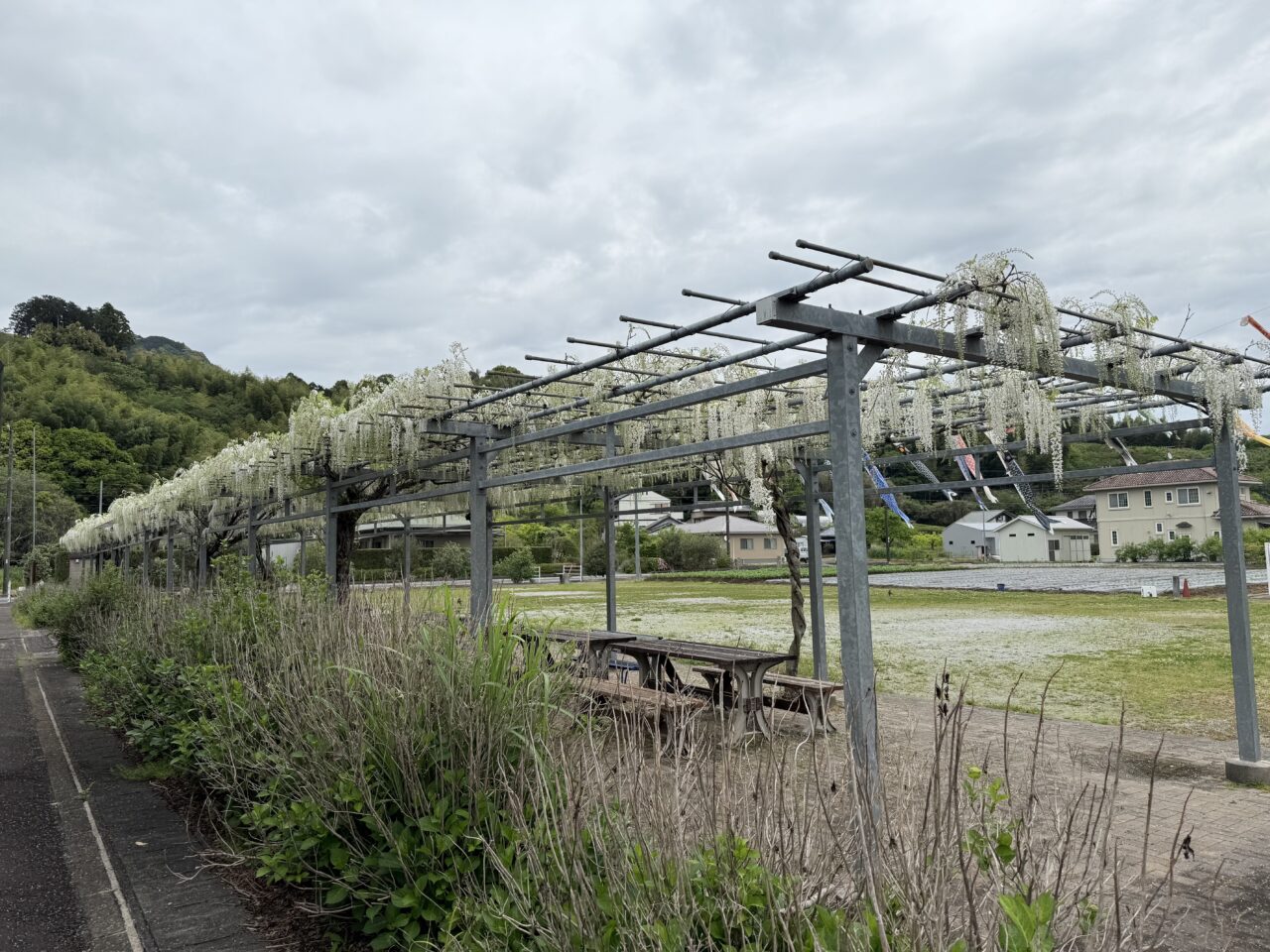 藤枝市の白ふじの里