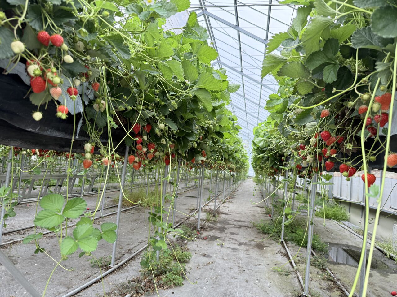 藤枝市のjapanberry