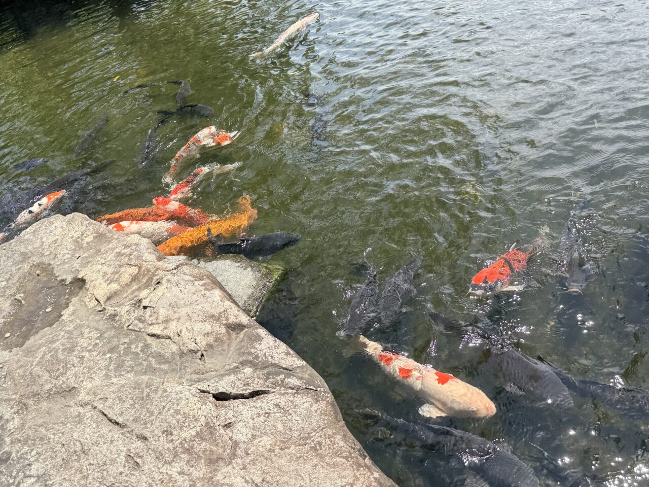 藤枝市の玉露の里