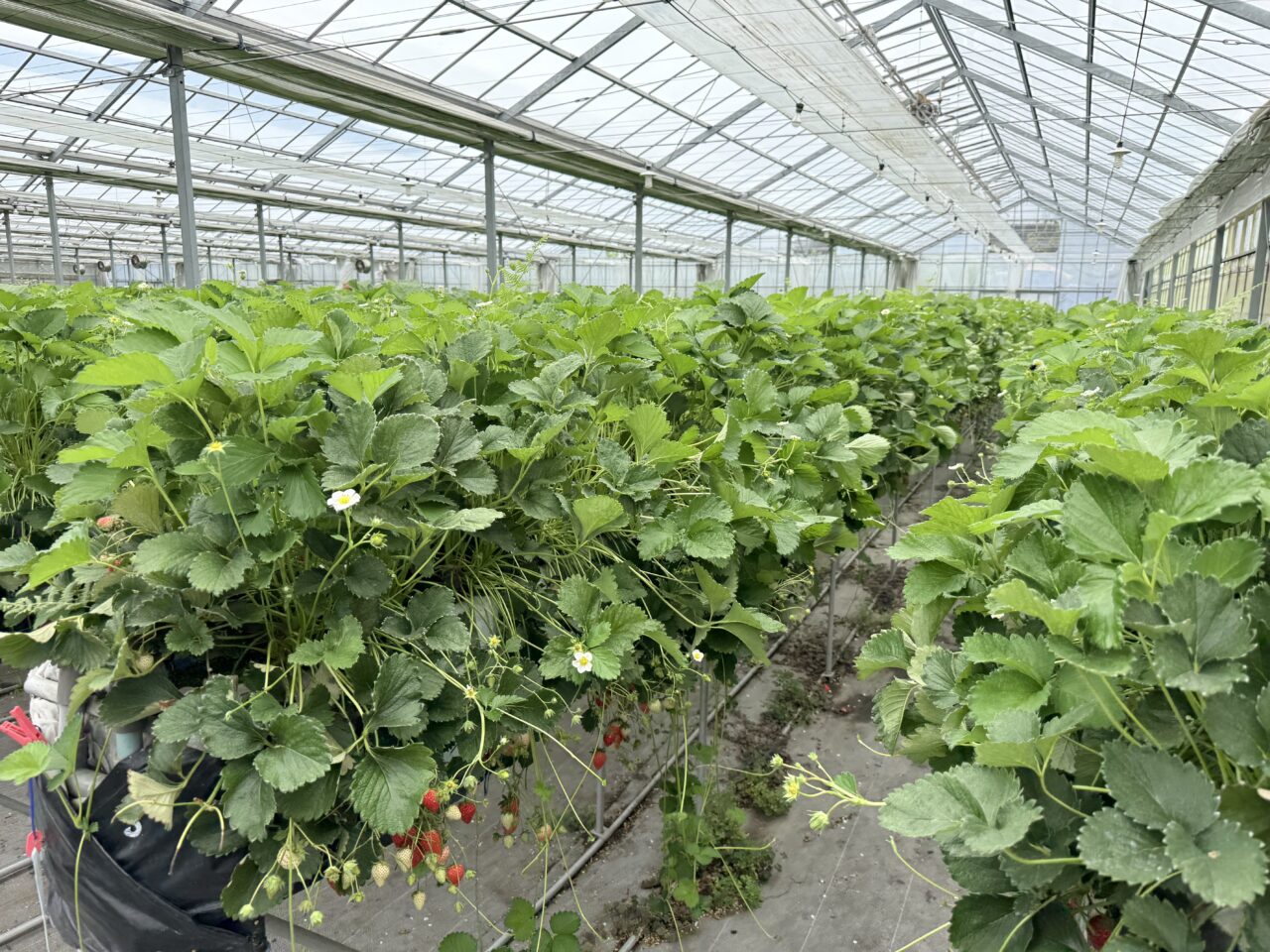 藤枝市のjapanberry