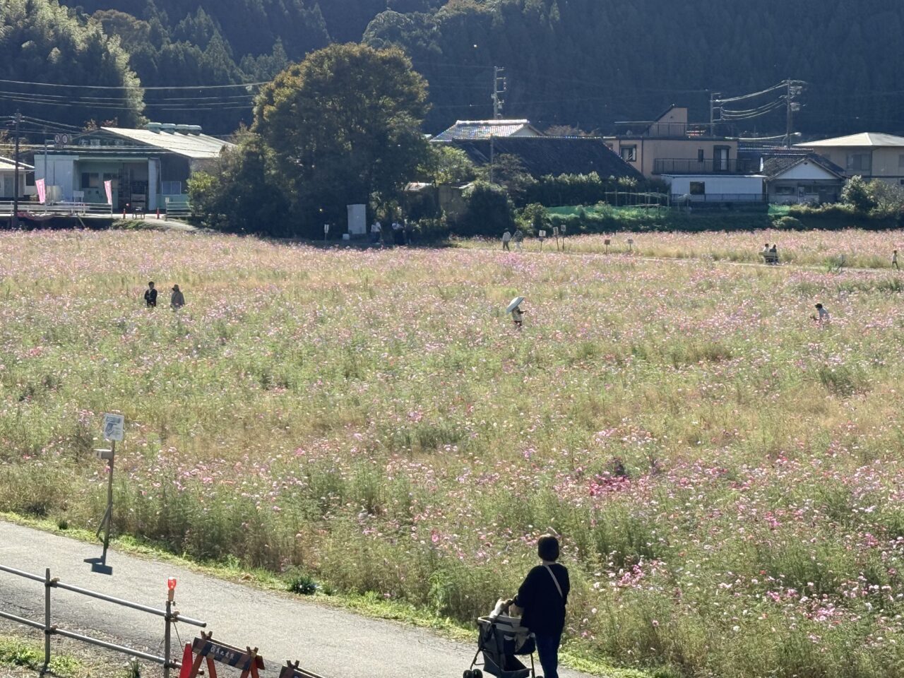 朝比奈コスモス